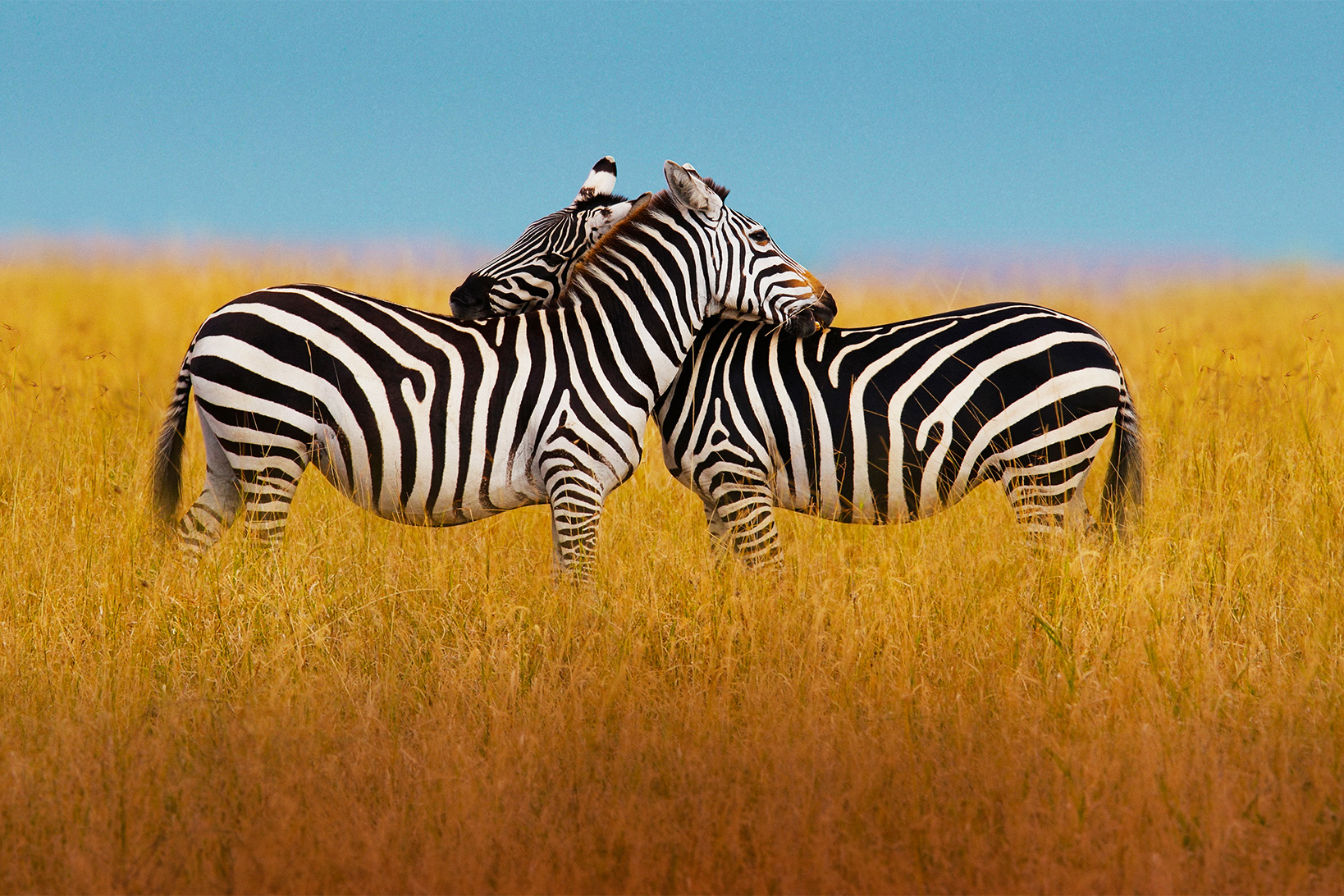 742bab84-034d-4b75-b63d-be55d1417edd