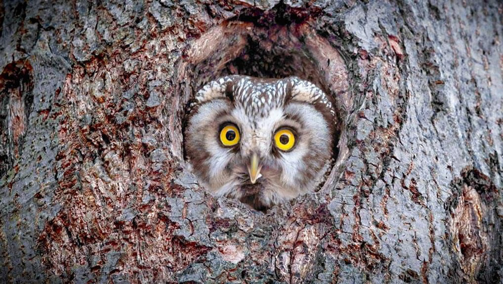 Funny Talking Animals - S1