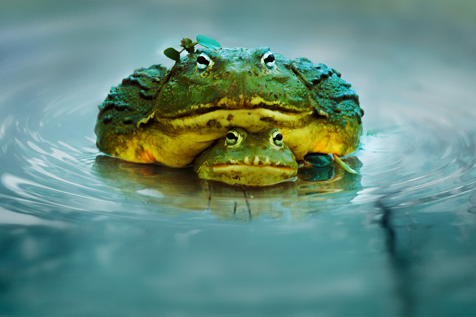 c3754fb1-f6eb-407d-9ccf-38e239255326