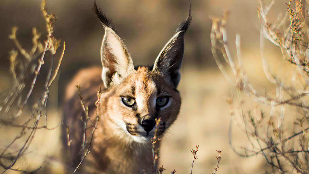 dbc88938-504e-43c8-aeaa-c597929e42c0